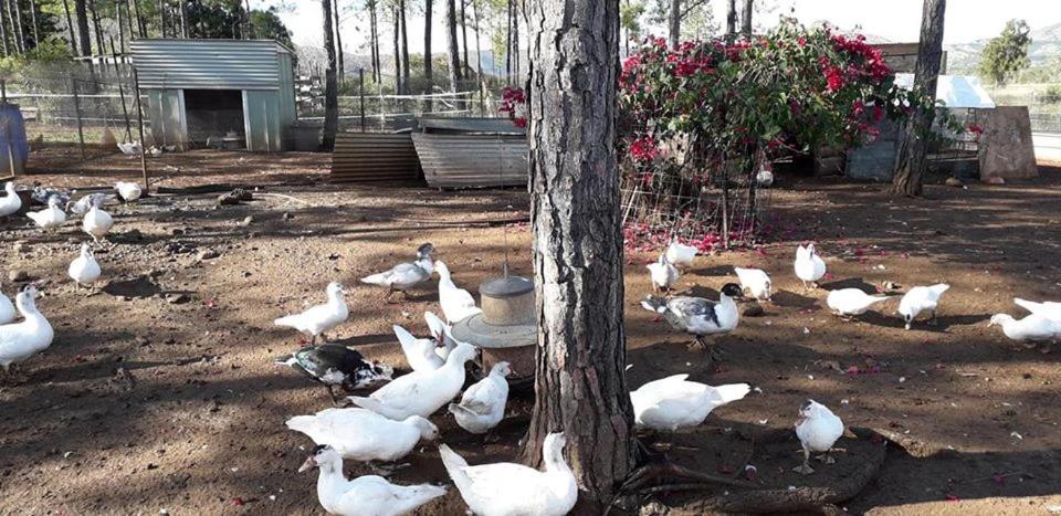 Le Gite Du Koniambo Voh Bagian luar foto