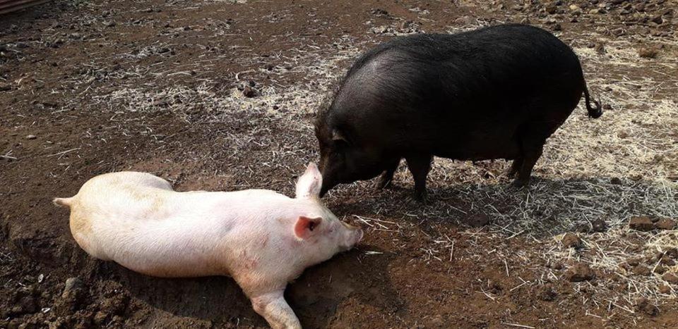 Le Gite Du Koniambo Voh Bagian luar foto